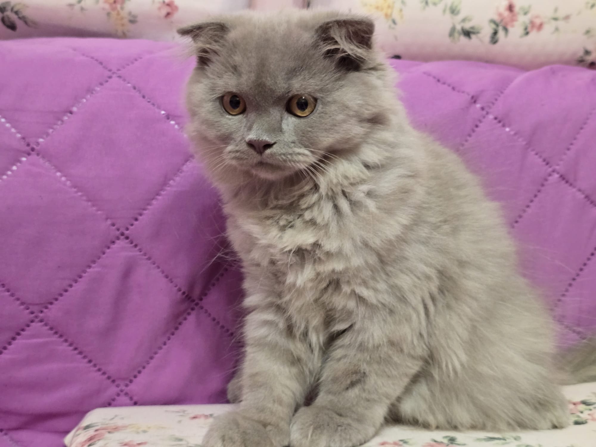 De vanzare pisici scottish fold long hair